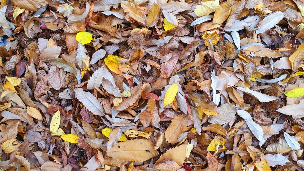 foliage