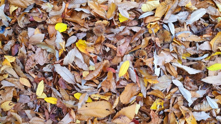 foliage