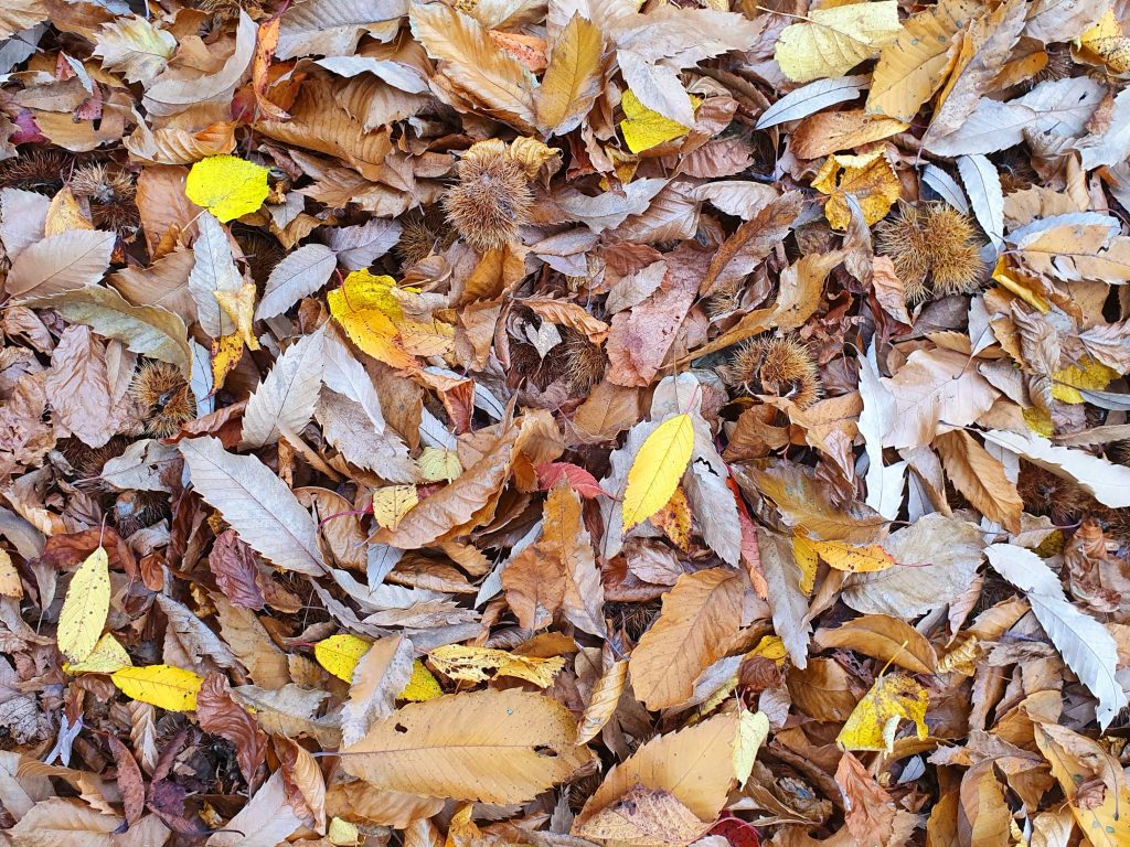 foliage